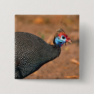 Helmeted Guinea Fowl (Numida meleagris). Afrika, Vierkante Button 5,1 Cm