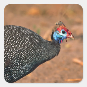 Helmeted Guinea Fowl (Numida meleagris). Afrika, Vierkante Sticker