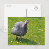 Helmeted Guineafowl op gras Briefkaart (Voorkant / Achterkant)