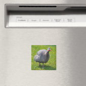 Helmeted Guineafowl op gras Magneet (Insitu (Vaatwasser))