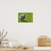 Helmeted Guineafowl op gras Poster (Keuken)