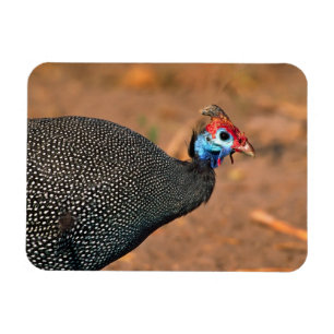 Helmparelhoen (Numida meleagris). Afrika, Magneet