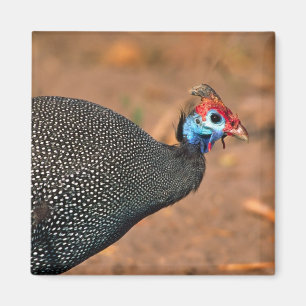 Helmparelhoen (Numida meleagris). Afrika, Magneet