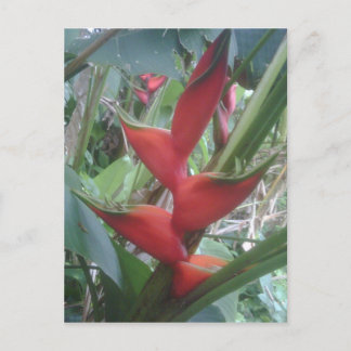 Heloconia Briefkaart