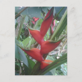Heloconia Briefkaart