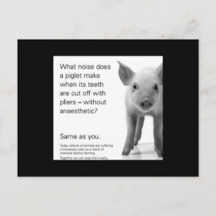 Help de biggen! briefkaart