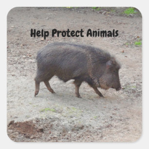 Help de dieren Chacoan-Sticker te beschermen #2 Vierkante Sticker