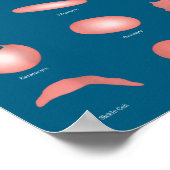 Hematology Red Blood Cell Laboratory Science Hemat Poster (Hoek)