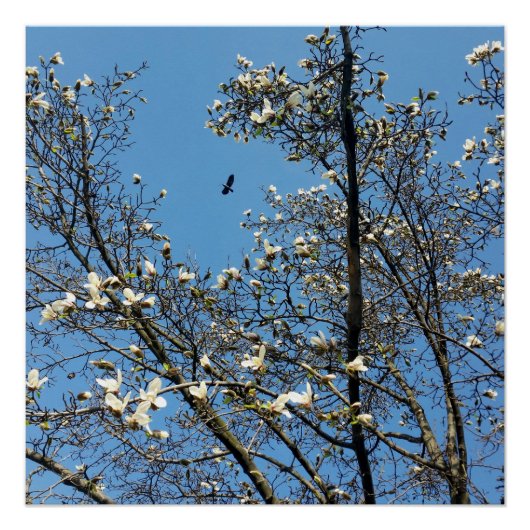 hemel in het voorjaar perfect poster (Voorkant)