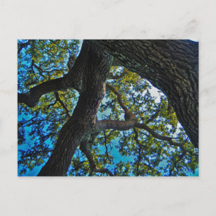 Hemelen het Briefkaart van de Boom van de Grens