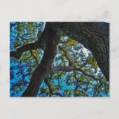 Hemelen het Briefkaart van de Boom van de Grens (Voorkant)