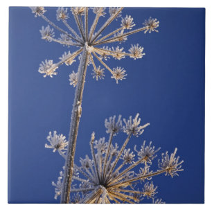Hemelse blik op Cow Parsnip in de winter bedekt me Tegeltje