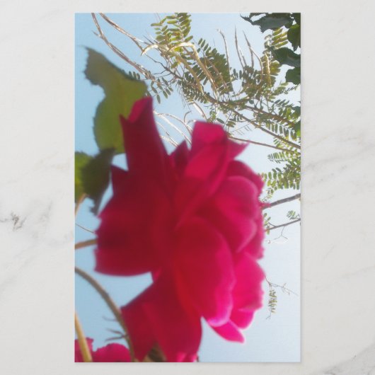 Hemelse Bloei: Een Roos tegen de Hemel Briefpapier (Voorkant)