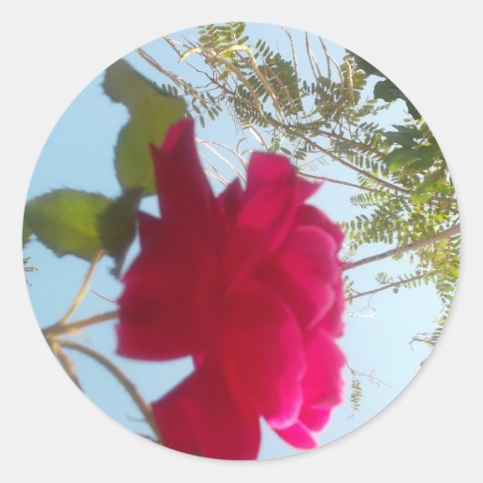 Hemelse Bloei: Een Roos tegen de Hemel Ronde Sticker (Voorkant)