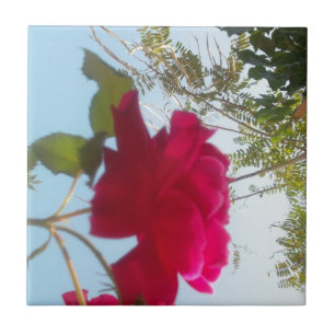 Hemelse Bloei: Een Roos tegen de Hemel Tegeltje