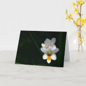 Hémérocalles blanches sur la carte de voeux noire (Fleur jaune)