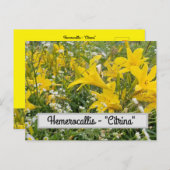 Hemerocallis - Briefkaart "Citrina" (Voorkant / Achterkant)