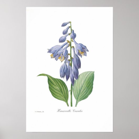 Hemerocallis caerulea (Hosta) Poster (Voorkant)