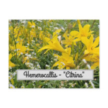 Hemerocallis - Carte postale "Citrina"