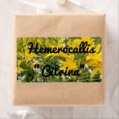 HEMEROCALLIS CITRINA LABEL (Insitu)