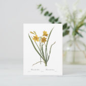 Hemerocallis flava briefkaart (Staand voorkant)