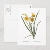 Hemerocallis flava briefkaart (Voorkant / Achterkant)