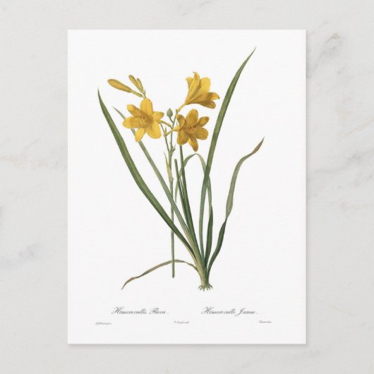 Hemerocallis flava briefkaart (Voorkant)