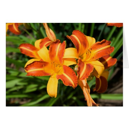 Hemerocallis fulva (Devant horizontal)