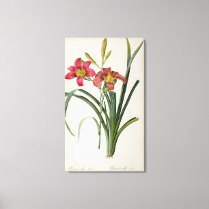 Hemerocallis fulva uit "Les Liliacees", 1805 Canvas Afdruk