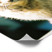 Hemingway Cat 3 - Poster et imprimer (Coin)