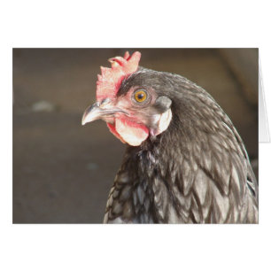 Hen bleu