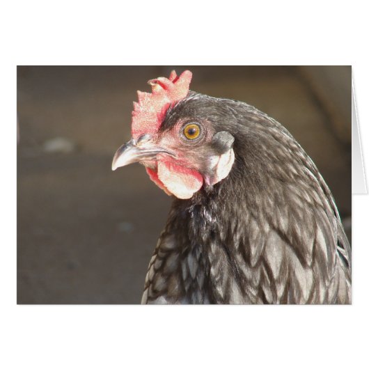 Hen bleu (Devant horizontal)