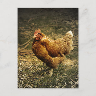 Hen Chicken Bird Boerderij Farmyard Animal Poultry Briefkaart