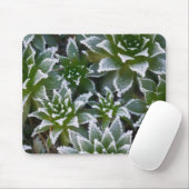 Hen & Chicken succulent met frost in het begin Muismat (Met muis)