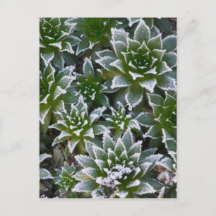 Hen & Chicks vetplant met vorst in de vroege Briefkaart