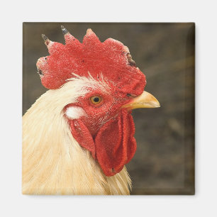 Hen Close-up Magneet