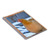 Hen Dans Le Carnet De Porte Coop (Côté Droit)