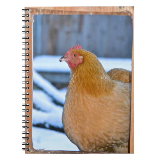 Hen Dans Le Carnet De Porte Coop (Devant)