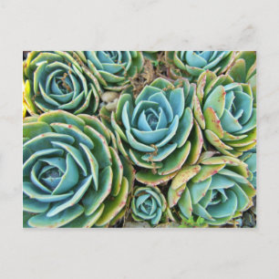 Hen en Chicken Briefkaart