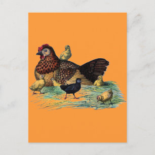 Hen- en Chicks Farming Scene Briefkaart