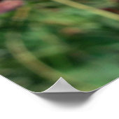 Hen- en cichorei (Sempervivum)-bloemen Poster (Hoek)