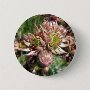 Hen- en cichorei (Sempervivum)-bloemen Ronde Button 5,7 Cm