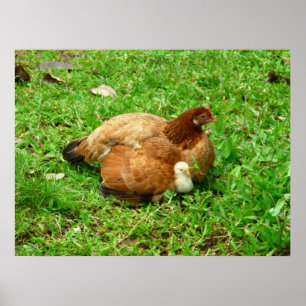 Hen en en Chick Poster