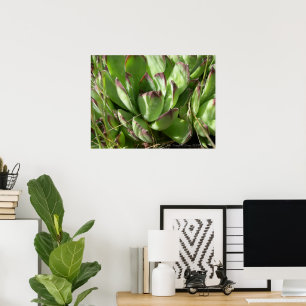 Hen en kuikens (Sempervivum) Poster
