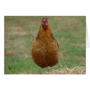 Hen sur une balle de foin