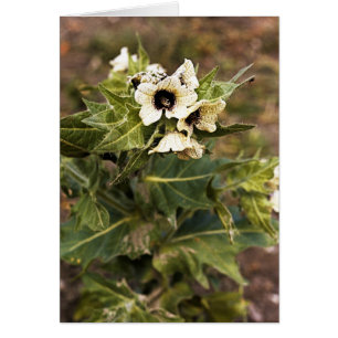 Henbane plante