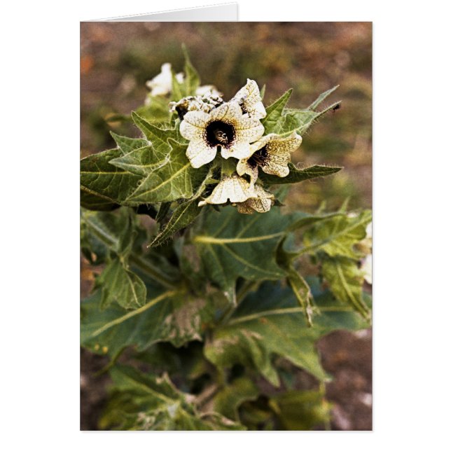 Henbane plante (Devant)