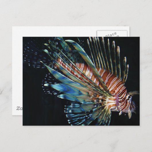 Hennepvis Briefkaart (Voorkant / Achterkant)