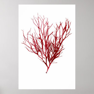 Henry Bradbury's geperste zeewier op de negende va Poster