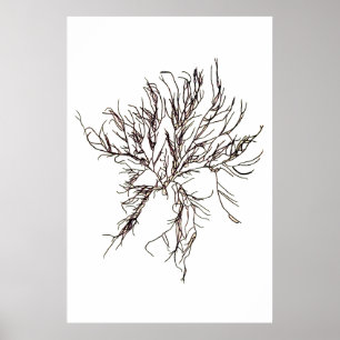 Henry Bradbury's geperste zeewier zesde Poster